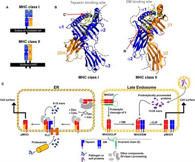 Major Histocompatibility Complex (MHC) Class I and MHC Class II Proteins: Conformational Plasticity in Antigen Presentation